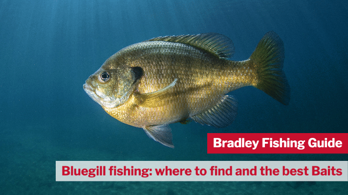 Bluegill fishing- where to find and the best Baits