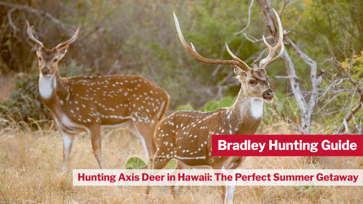 Hunting Axis Deer in Hawaii- The Perfect Summer Getaway